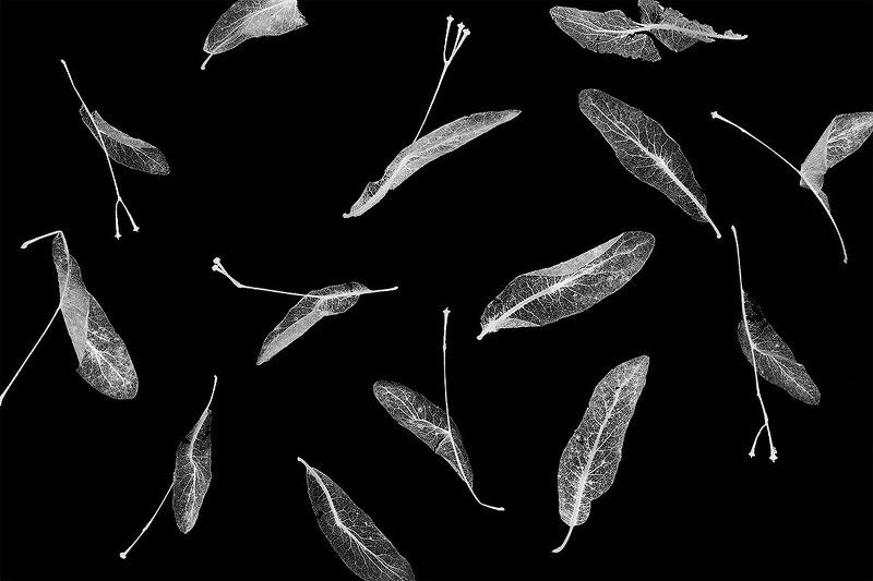 Прошлогодние листьяphoto preview