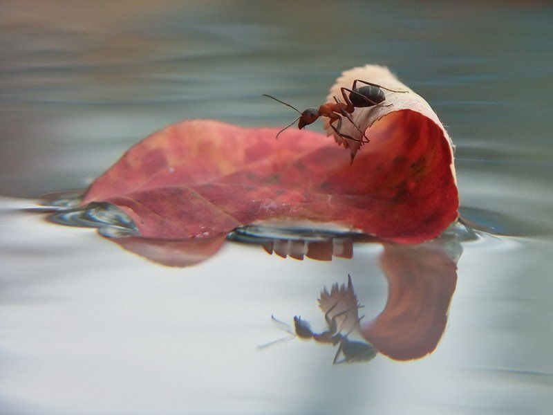 муравей., , листочек., осень. ВОДНЫЙ МИР(Кэвин Костнэр)photo preview