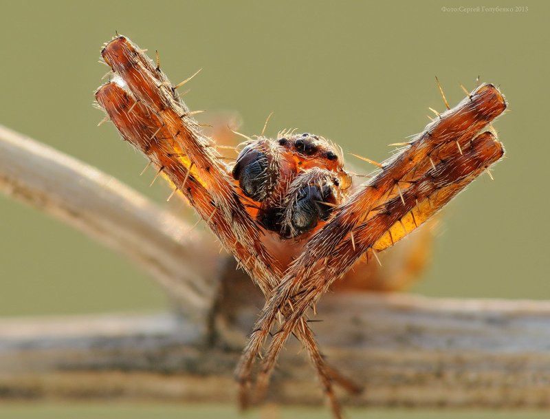 Боксерphoto preview