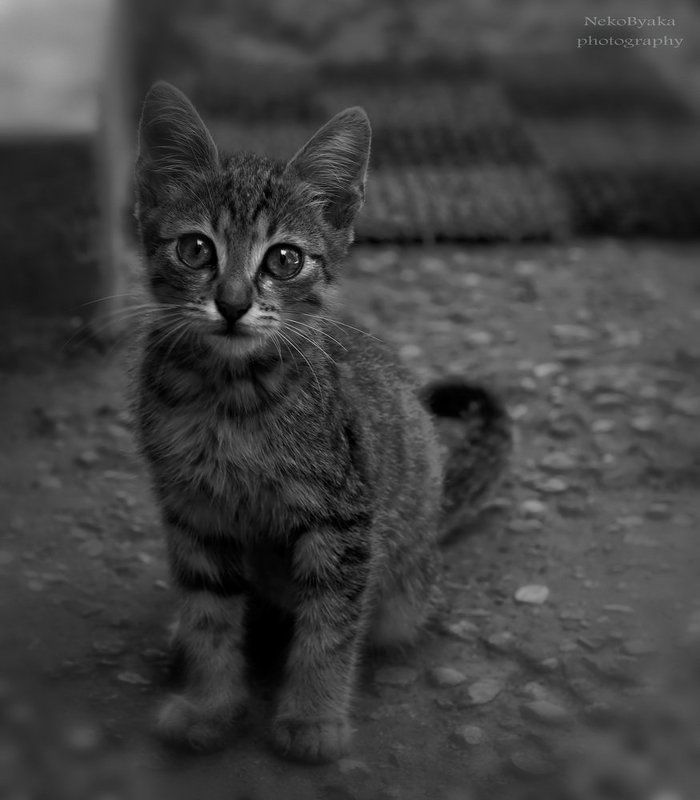 cats, кот, домашние животные, pets,черно-белое, black-and-white Save mephoto preview