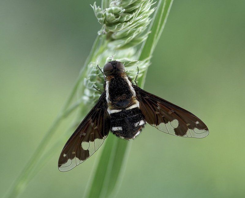 Траурницы или печальницы (лат. Anthrax) — род двукрылых из семейства жужжал.photo preview