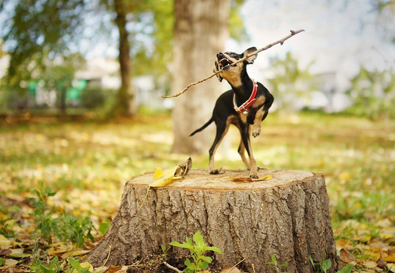 маленькая, да удаленькая!photo preview