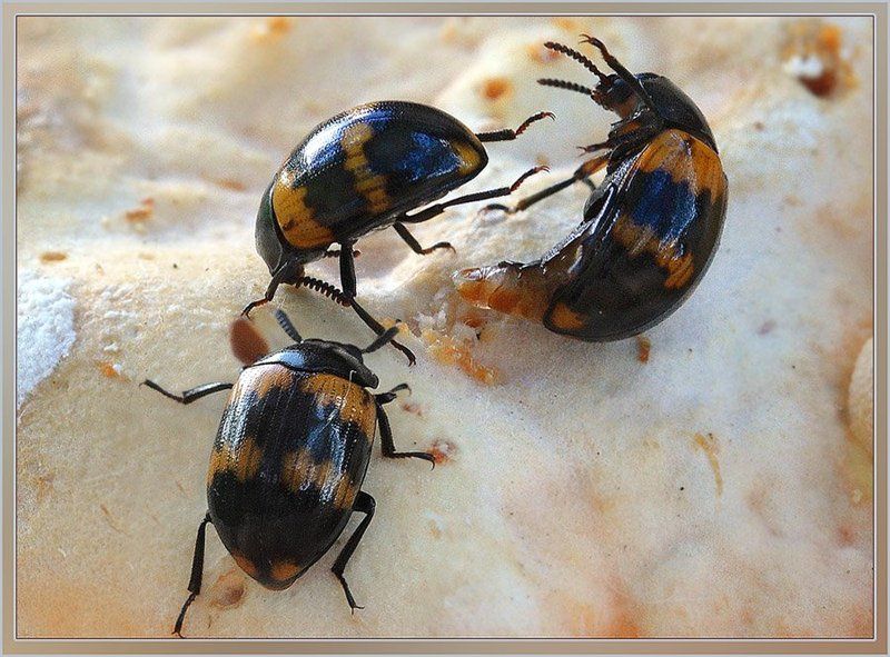 чернотелка, трутовиковая, diaperis, boleti Разборки на трутовикеphoto preview