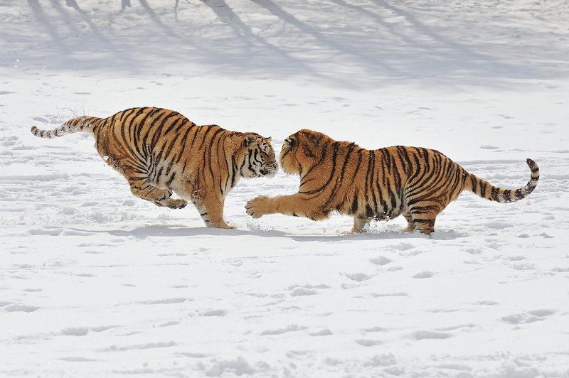 Игры тиграphoto preview