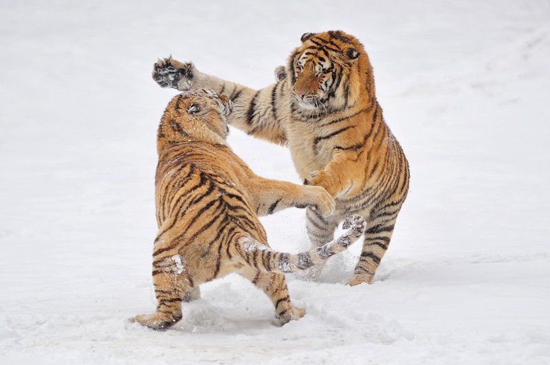 Стычкаphoto preview