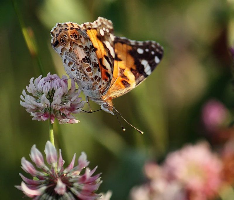лето, клевер, бабочка photo preview