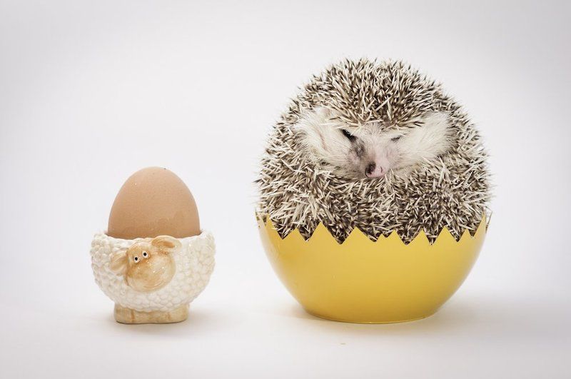 Happy Easter :)photo preview