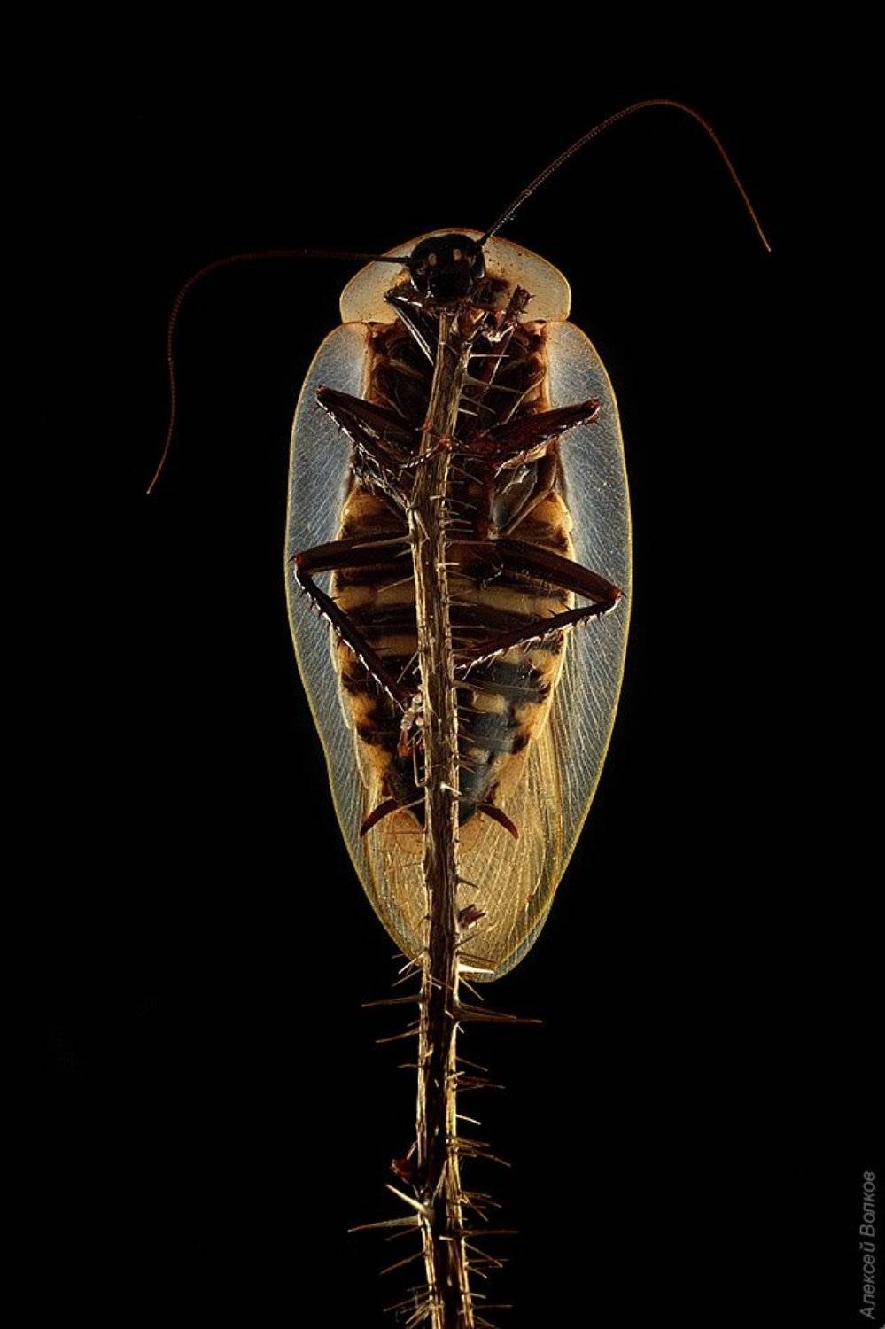 таракан, блаберус, Алексей Волков