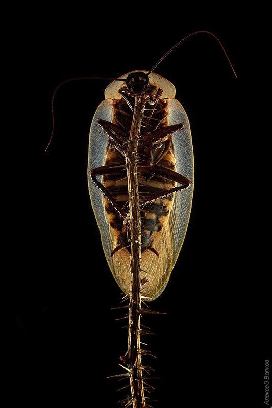 таракан, блаберус Кухонный стриптизphoto preview