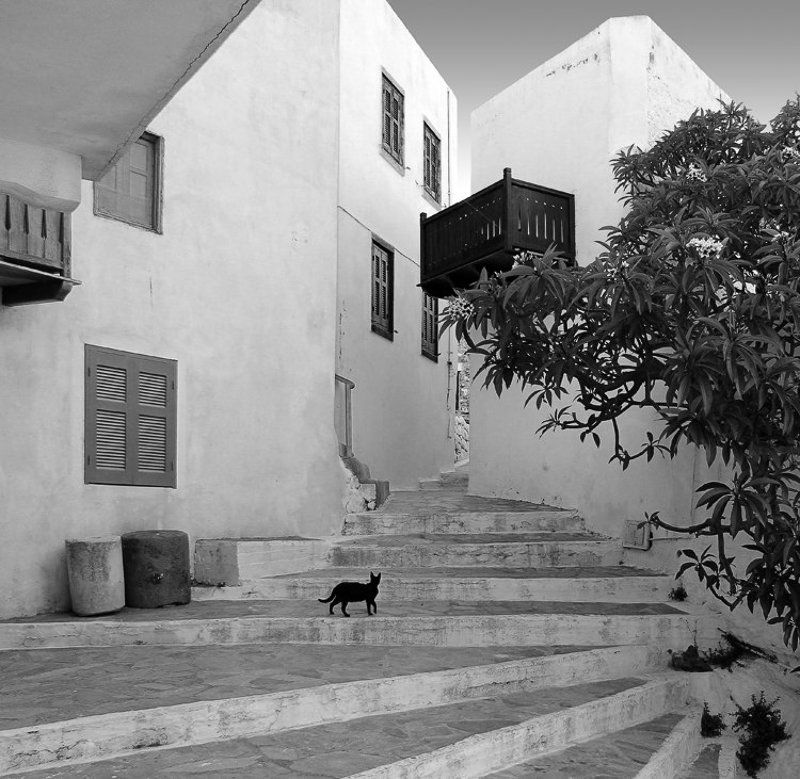 кот, , жанр, котофото, стрит Необходимая детальphoto preview