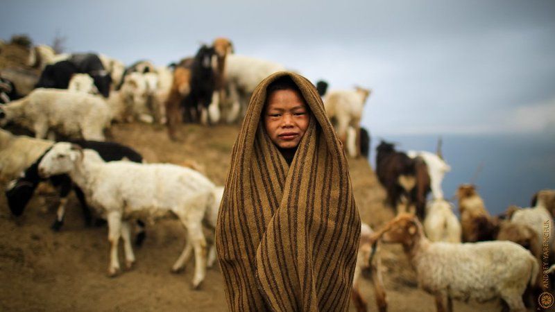 young shepherdphoto preview