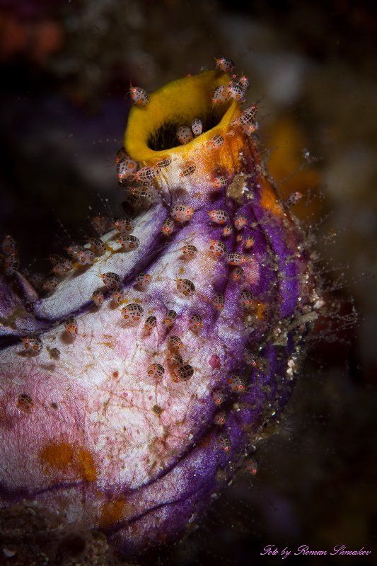 Тусовкаphoto preview