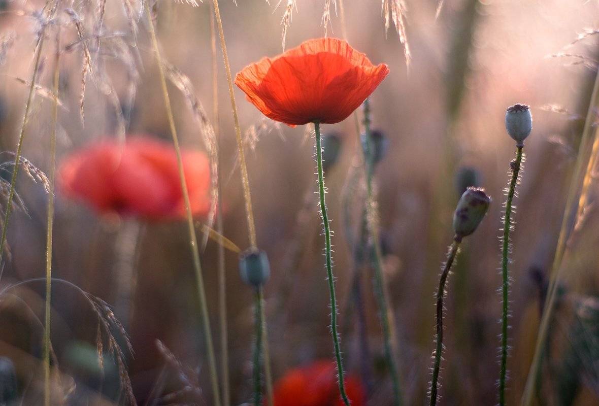 , Николай Шахманцир