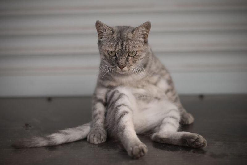 ты, заходи, если что фото превью