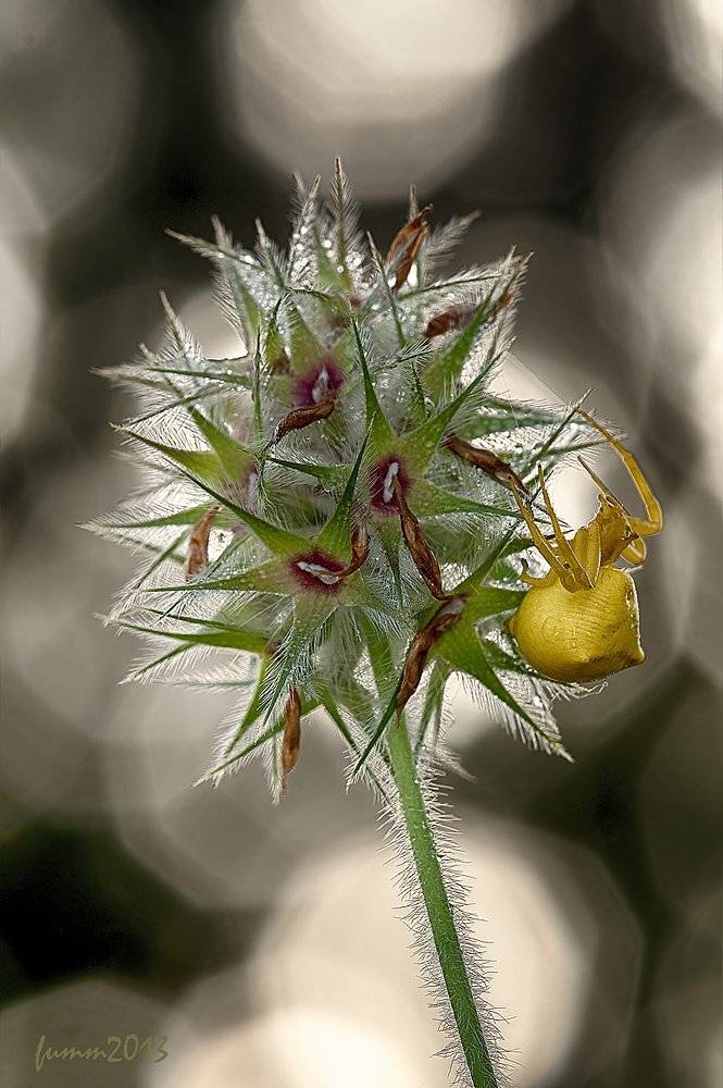 ОГРАНЩИЦА ИЗУМРУДОВ. ПАУК-БОКОХОД.. Автор: Игорь ФУММ , Игорь ФУММ