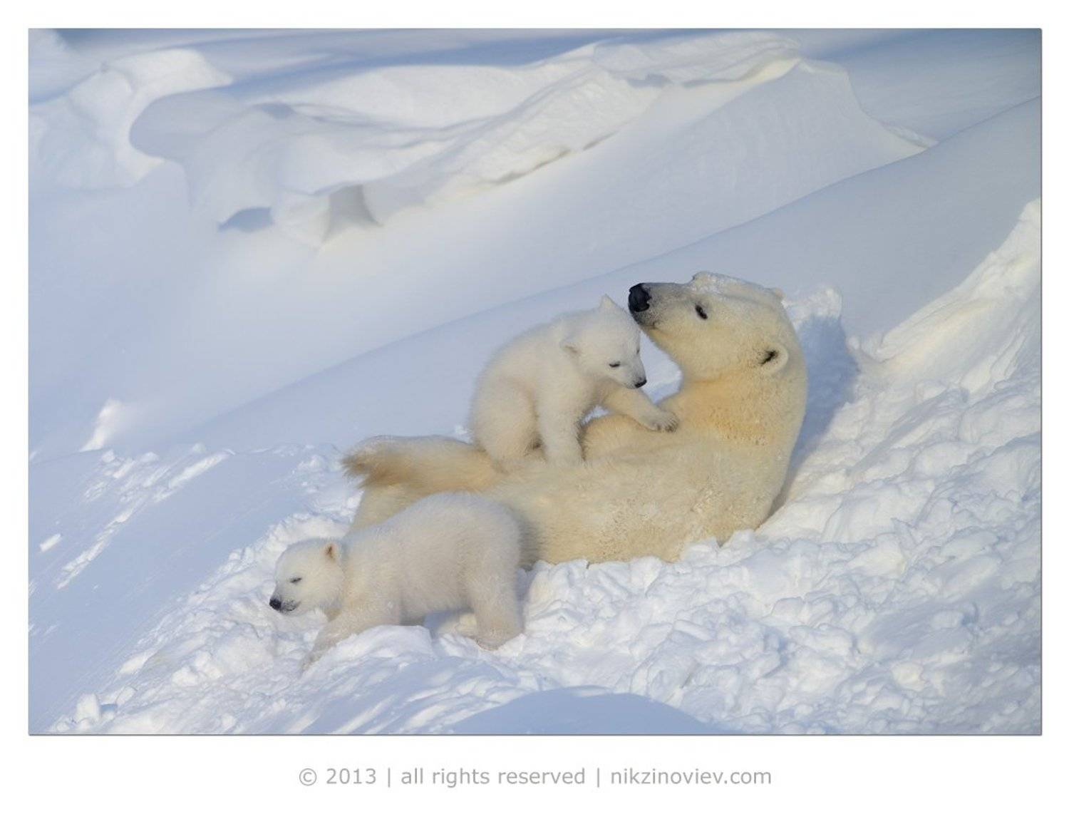 белая медведица, медвежата, дикая природа, арктика, канада, николай зиновьев, Николай Зиновьев