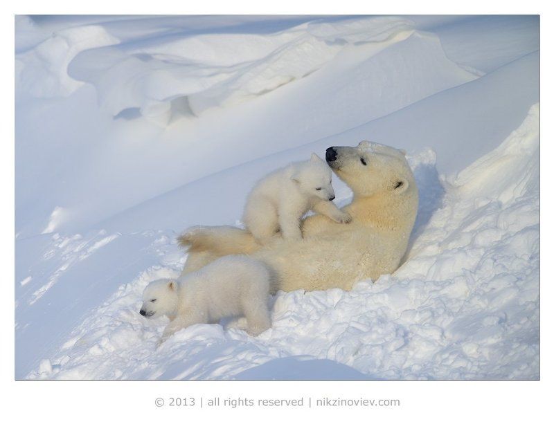 белая медведица, медвежата, дикая природа, арктика, канада, николай зиновьев Мамкино счастьеphoto preview