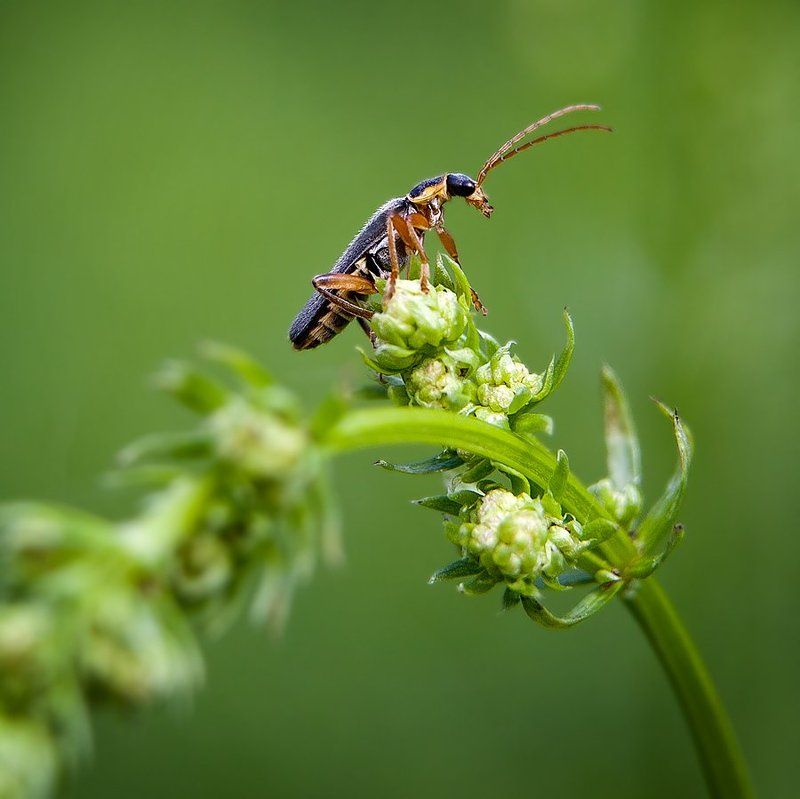 Macro worldphoto preview