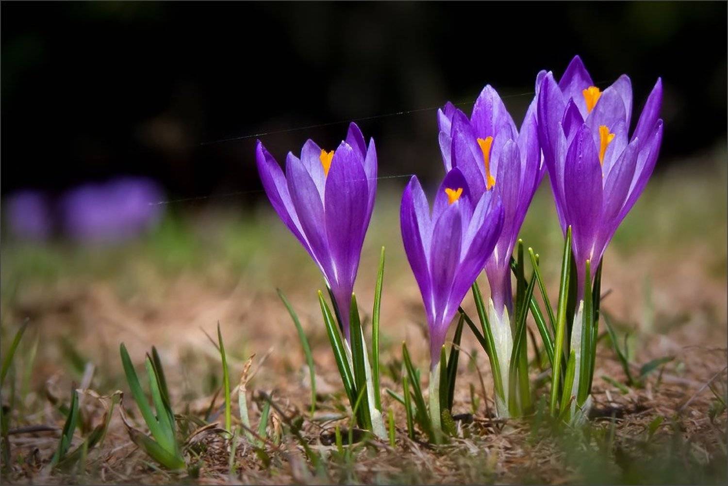bulgaria, vitosha, Svetoslav
