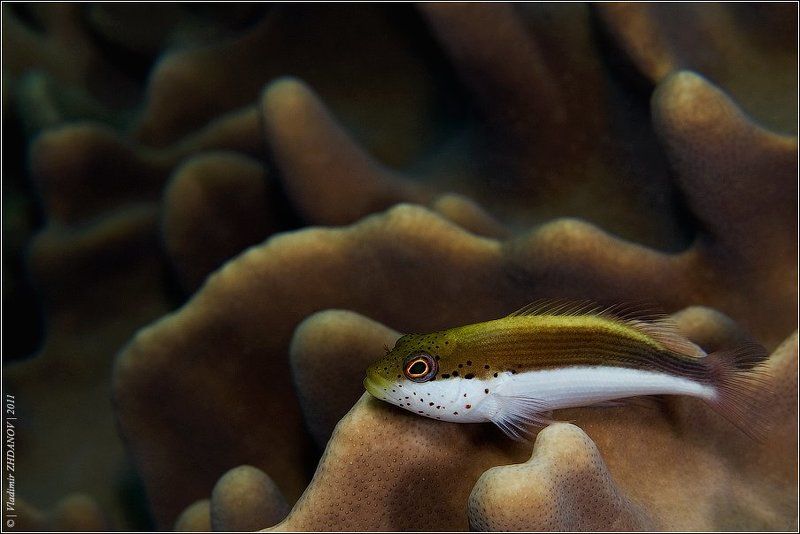 О вреде чрезмерного пребывания на солнце...photo preview