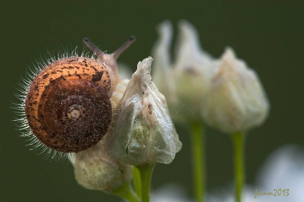 , Игорь ФУММ