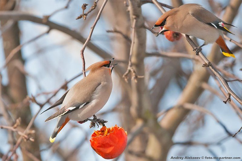 Скандал в свиристелевом семействеphoto preview
