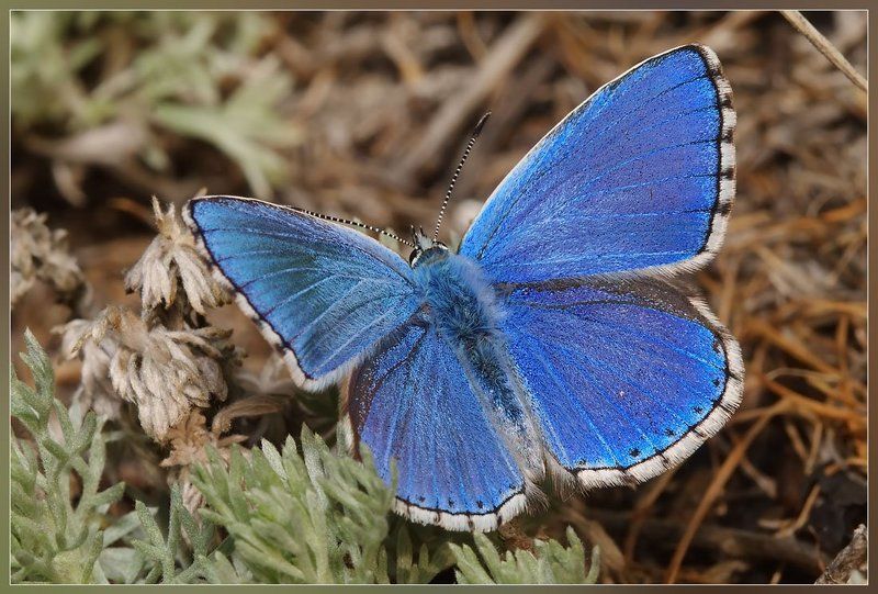 Про синий цветphoto preview