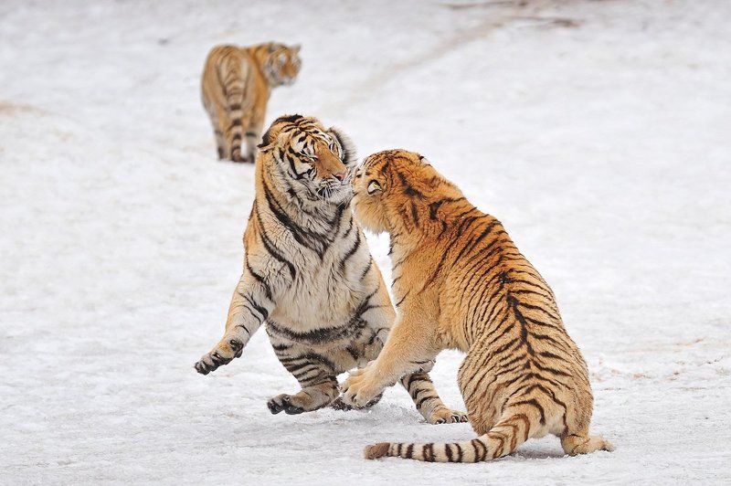 За прекрасных дам!photo preview