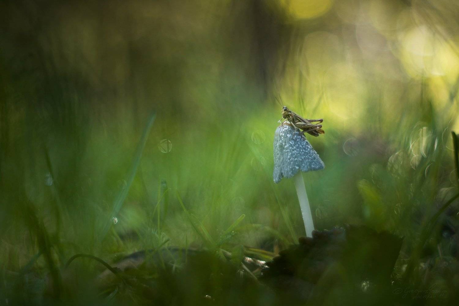 , Grzegorz macrofun Pazdyga