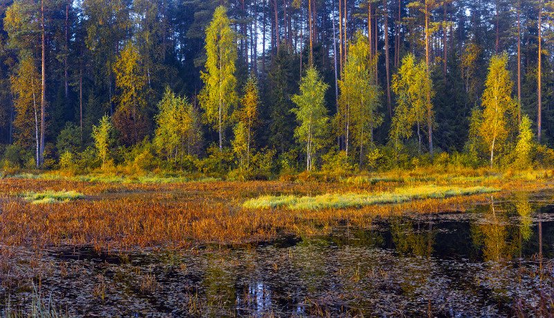 утро черная порза лес речка состояие Осень пробует палитру фото превью