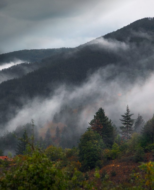 Воздышки лесаphoto preview