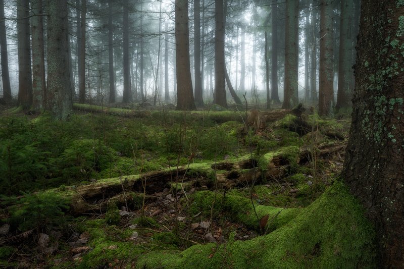 addle, decompose, fallentrees, fir, fir-tree, fog, foggy, Forest, Hampetorp, Hike, hiking, mist, Misty, moss, nature, outdoors, Pine, pinewood, puttrefy, rot, Track, treetrunk, trekking, Walk, wander, Wanderlust, Woods Death & Resurrectionphoto preview