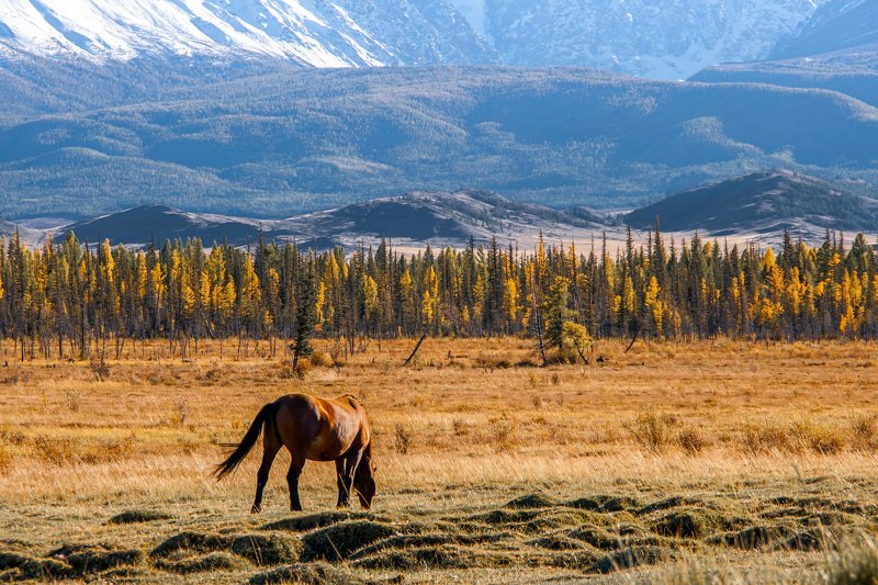 алтай, курай, осень, сентябрь Вечер в Кураеphoto preview