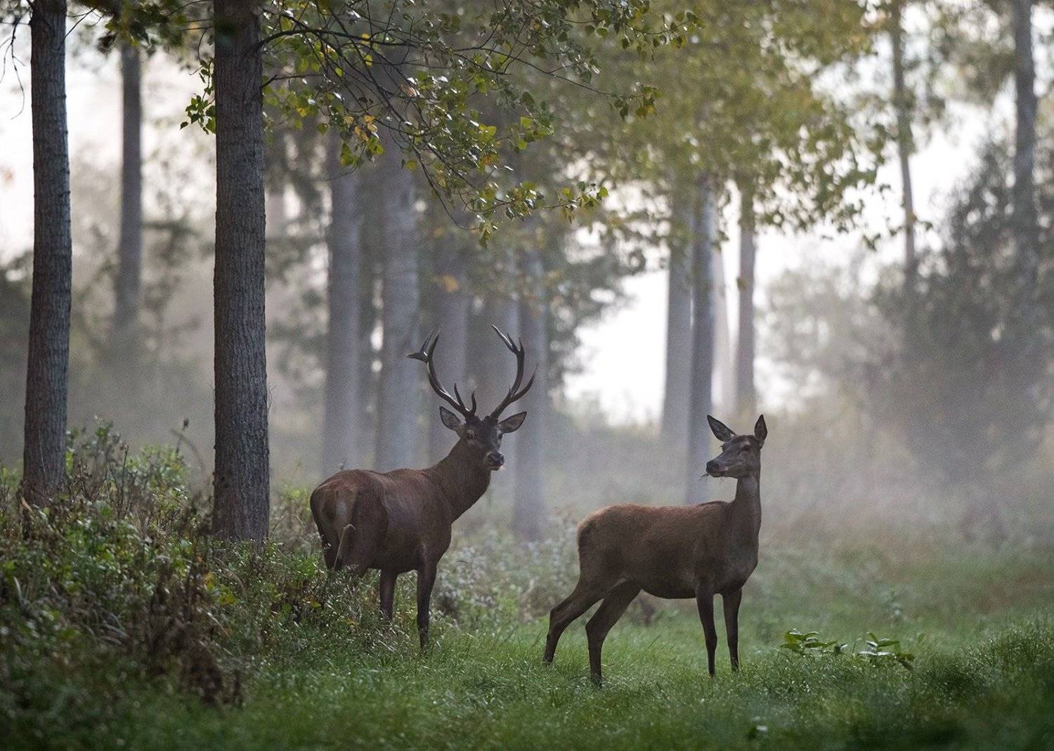 ***. Автор: Budimir Jevtic , Budimir Jevtic