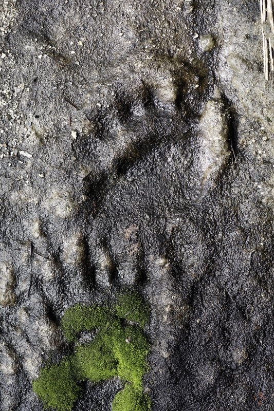 Медведь Камчатка  Лесные рассказы photo preview