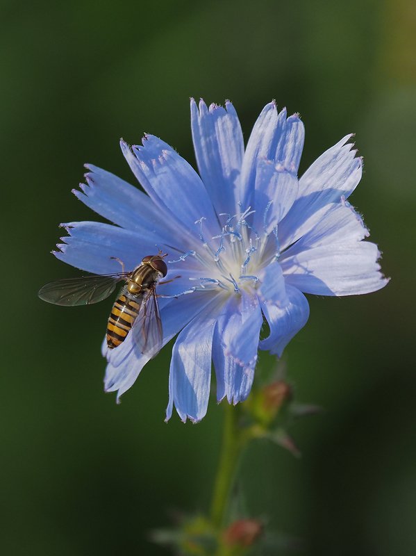 журчалка и цикорийphoto preview