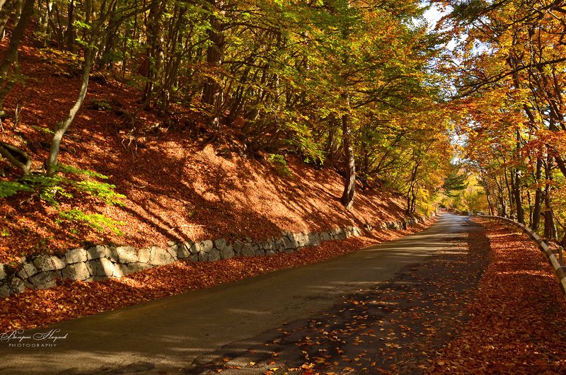 осень, крым, дорога на ай-петри, листва, скумпия Направление - Осень!photo preview