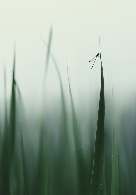 украина, коростышев, природа, первое озеро, трава, стрекоза, утро, туман, макро, макро красота, макро мир, макро истории, тишина, гармония, роса, безмолвие, фотограф, чорный, Среди уснувших трав...photo preview