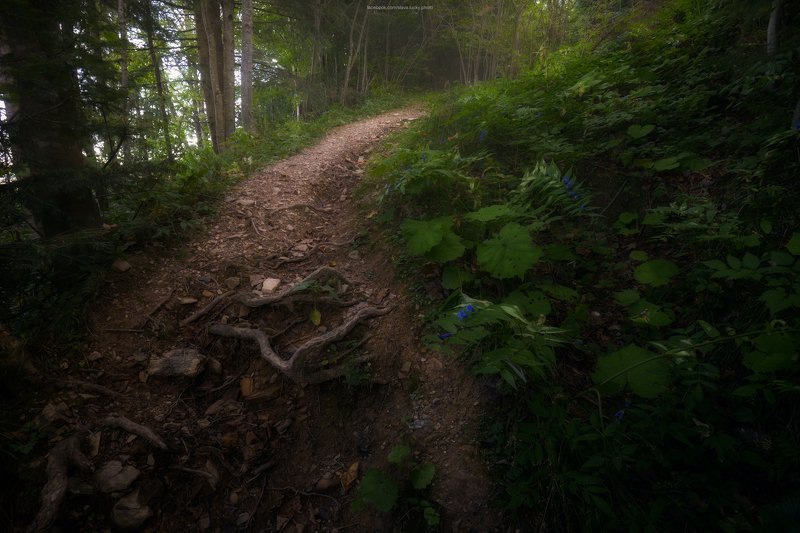 тропа, лес, природа, карпаты, подъём, поход По дорожке, по дорожке. По тропинке, по тропинкеphoto preview