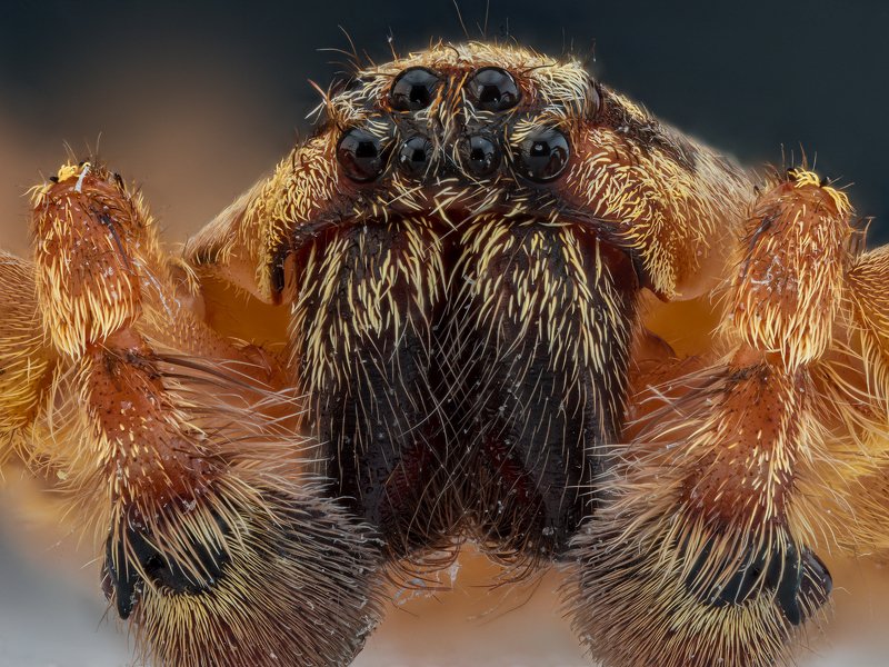 паук, насекомое, макро, супермакро, macro, photo Портрет паука.photo preview
