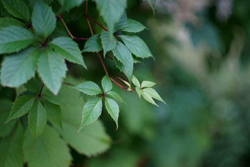 Вьюнphoto preview