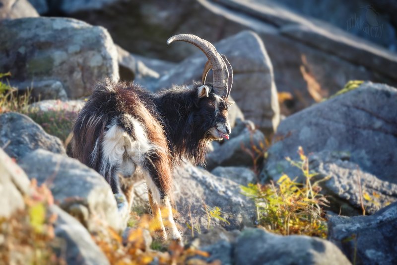 wild goatphoto preview