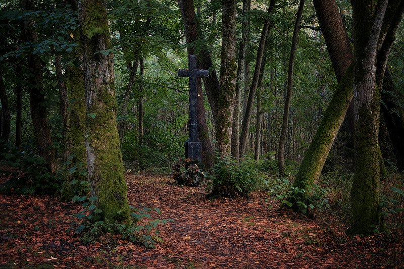 калининградская область, куршская коса Куршская косаphoto preview