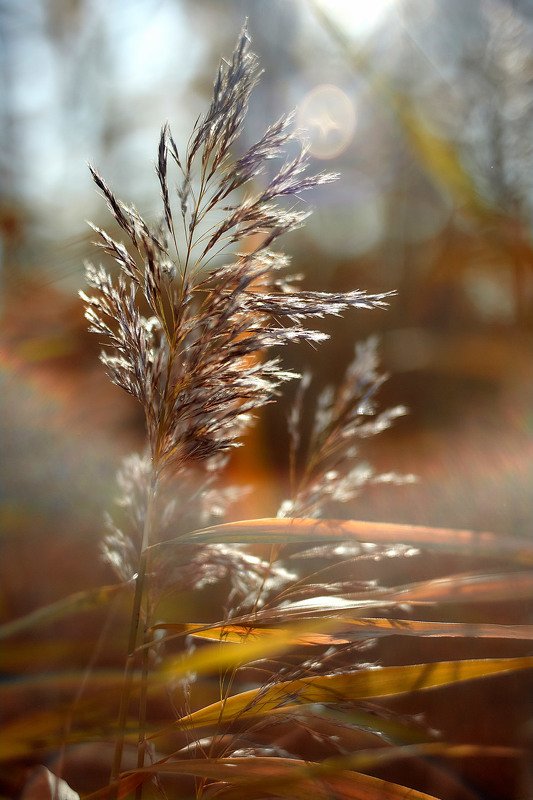южный урал,оренбургская область, орск, новотроицк, Осенняя фото превью