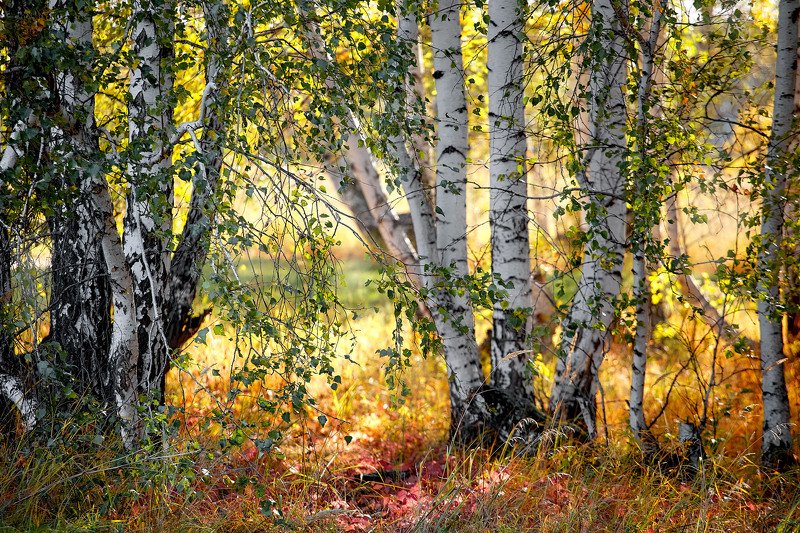 южный урал,оренбургская область, орск, новотроицк, Осенний лес фото превью