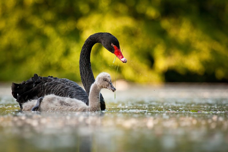 Black swanphoto preview