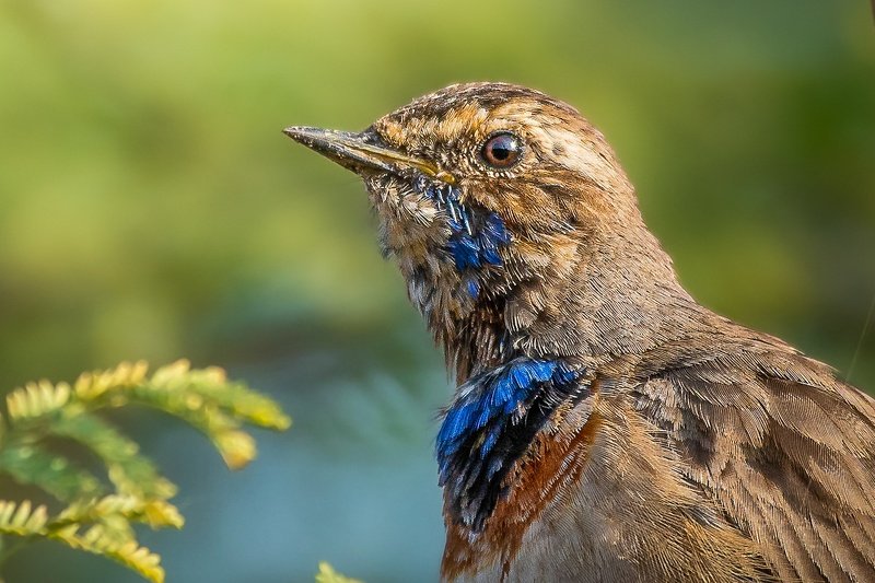 bluethroat, nature, 35awards, 35photo, wildlife, bird, birds, birds of india, parth, parth kansara, parth kansara wildlife, indian wildlife, photo, photography, kutch, natures, bluethroatphoto preview