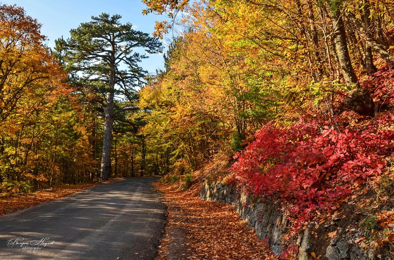 осень, крым, дорога на ай-петри, листва, скумпия В царстве осеннего золотаphoto preview