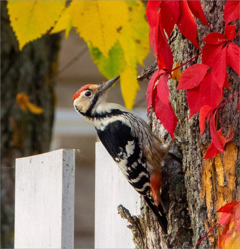 На берегу Волги...photo preview