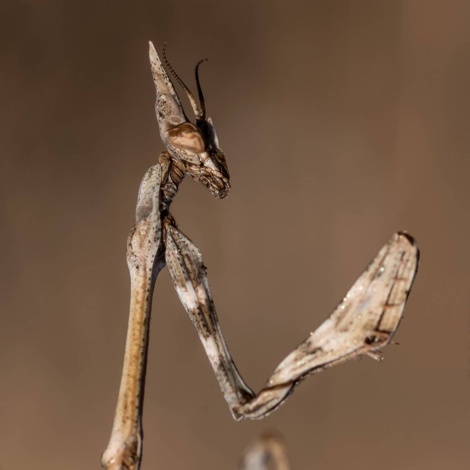Инопланетный разум. Автор: Александр Земляной , Александр Земляной